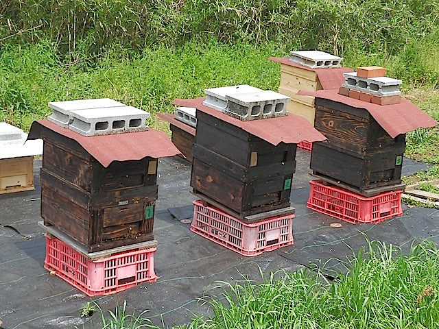 金子さんが管理しているのは奥の4台の巣箱