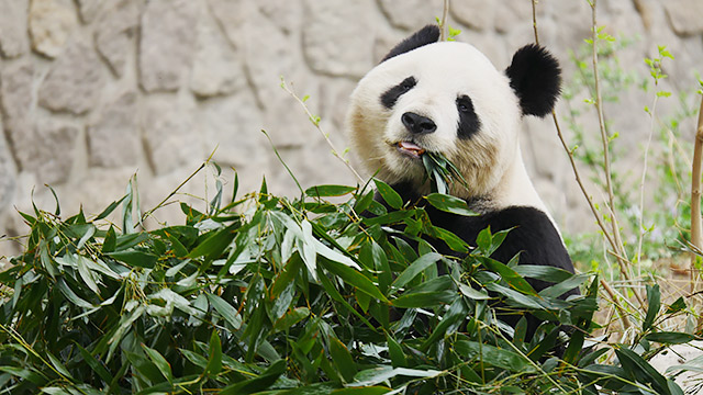 中国の北京動物園のパンダ