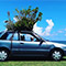 車の屋根から木が！沖縄のジャングルカー引退